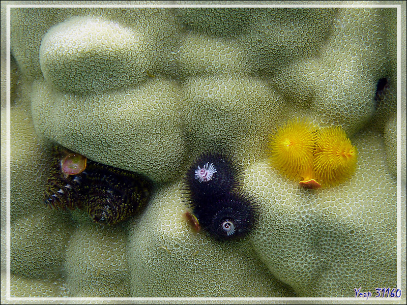 Spirobranche "arbre de Noël" (Spirobranchus giganteus) - Atoll de Fakarava - Tuamotu - Polynésie française