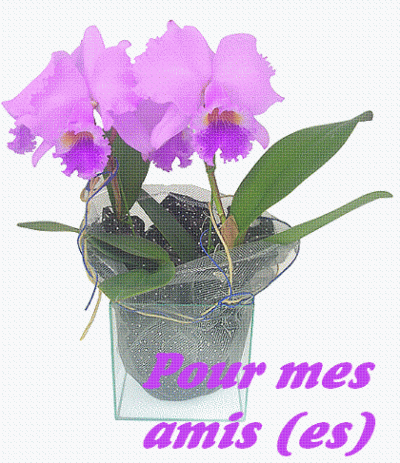 pour mes amis