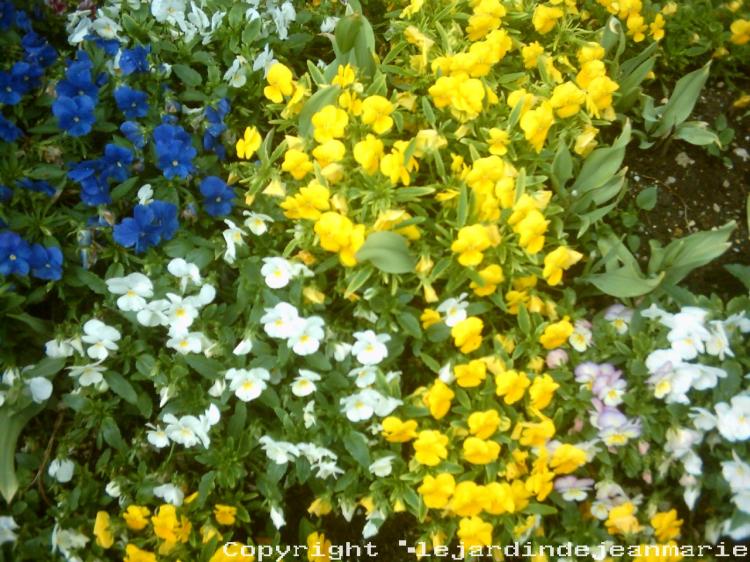 et oui nous voila bientôt au mois de Mai ;alors il faut faire les massifs d’été donc il faut arracher ces massifs d'hiver c'est bien dommage car c'est maintenant qu'ils sont la le plus beau