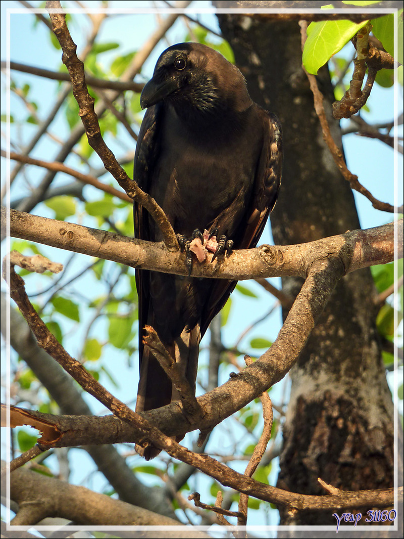 Corbeau familier, House Crow (Corvus splendens) - Athuruga - Atoll d'Ari - Maldives