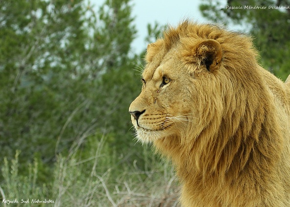 Portraits de Lions ♂