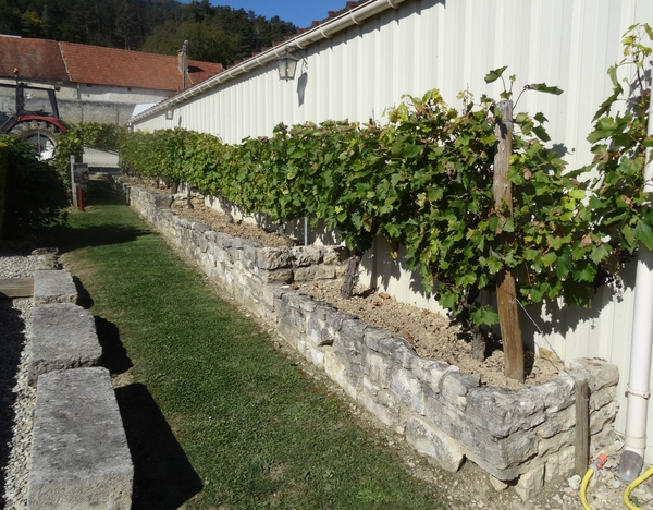 Le jardin de Bacchus à Massingy