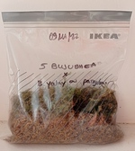 Bujubaea - (butia odorata x jubaea chilensis) x ?     -suite-
