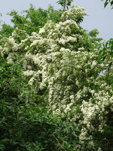 Pyracantha coccinea - buisson ardent