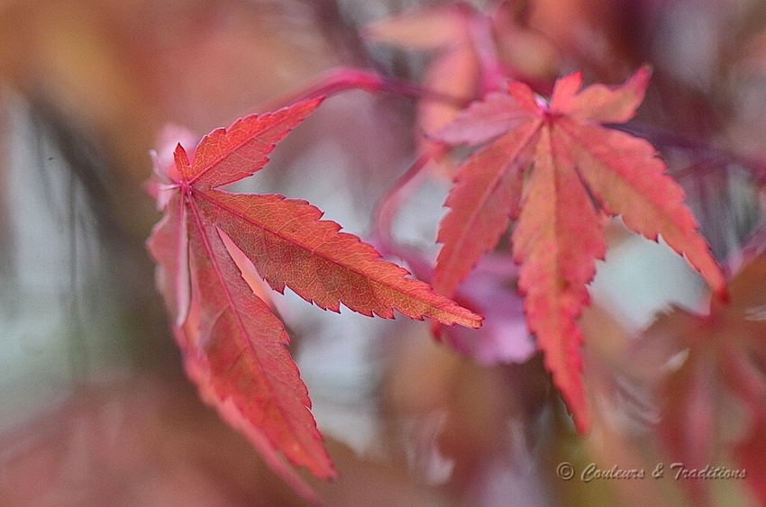 Erable Pourpre du japon