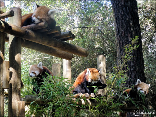 Photos des Pandas Roux du Zoo de la Palmyre