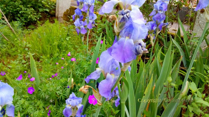 Iris germanica, l’iris des jardins(tout sol même calcaire et aime la sécheresse,il y a de nombreuses variétés
