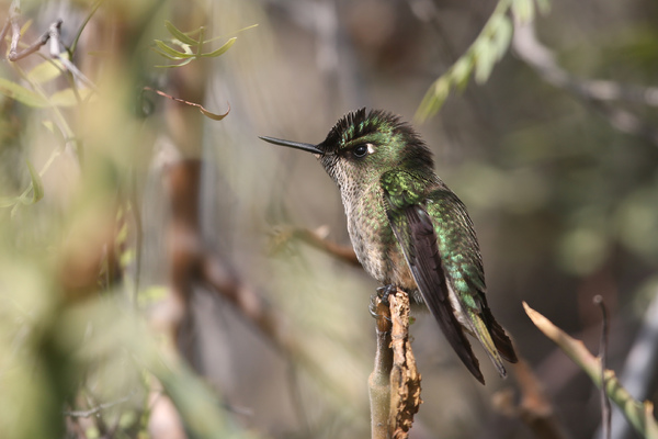 Colibri du Chili