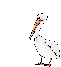pelican_011