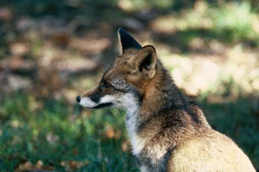 De loin, il paraît comme un chien-loup, mais sa longue queue touffue fait la différence