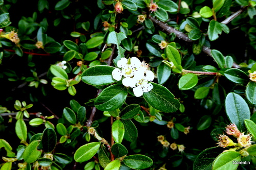 Des petites fleurs blanches 