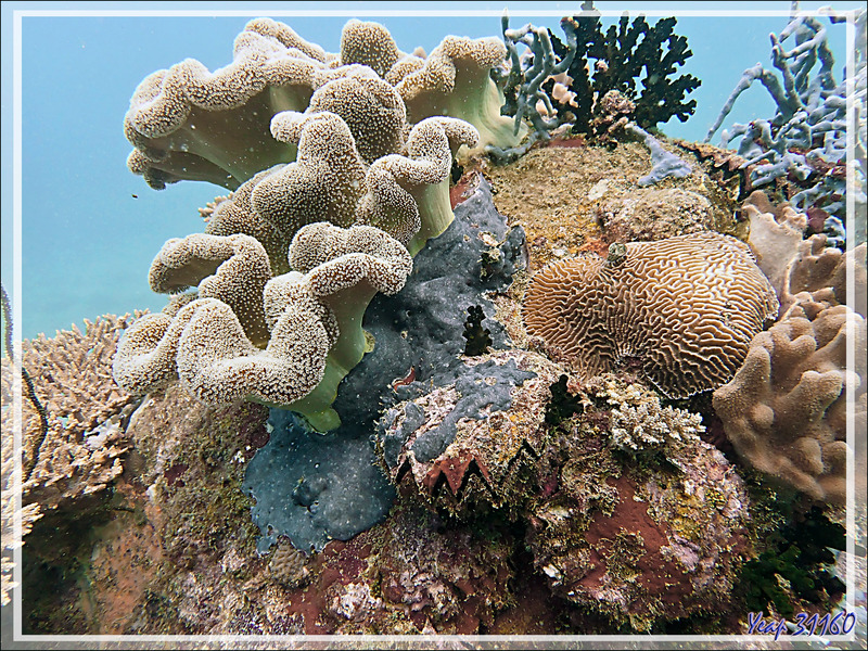 Corail cuir à oreilles d'éléphant, Elephant ear coral, fleshy soft coral (Sarcophyton trocheliophorum), Corail cerveau, Corail main du diable - Beangovo - Tsarabanjina - Mitsio - Madagascar