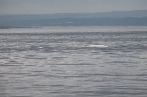 9 août , jour 31 , Croisière aux baleines , Tadoussac