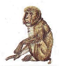 Résultat de recherche d'images pour "macaque.gif"