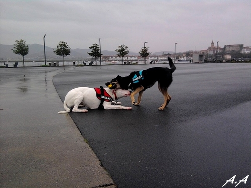 Jeu de balle sous la pluie