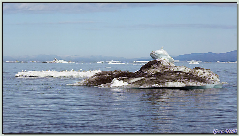 La balade se poursuit le long du champ d'icebergs - Baie de Disko - Groenland