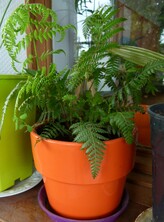 cyathea deabalta - ponga ou fougère argentée