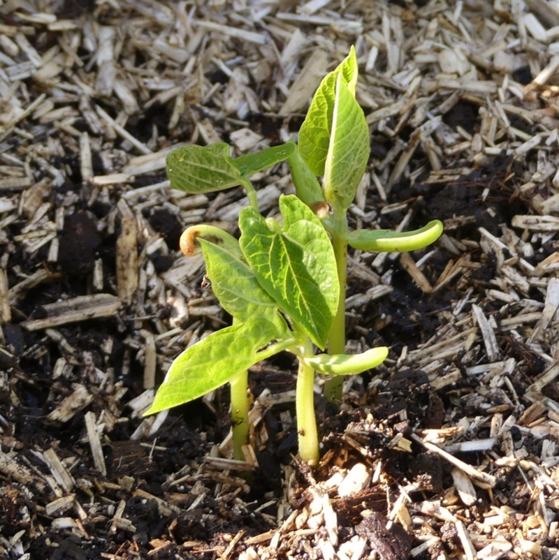 Au potager...