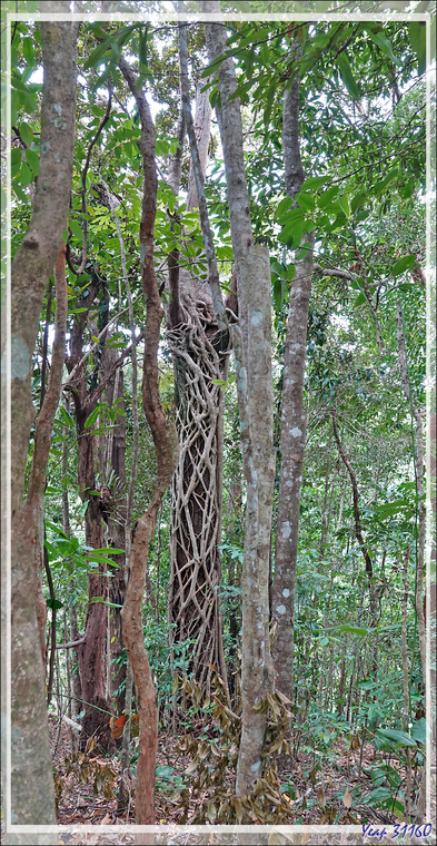 Quelques vues depuis le train qui nous conduit à Kuranda, avec, au bout, la découverte des koalas ! - Australie