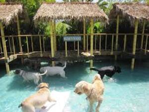 rainbow dog pool party paradise 