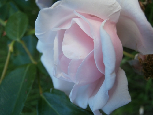 gros plan sur une rosebien épanouie d'un rose très pâle sur un fond de feuillage vert foncé