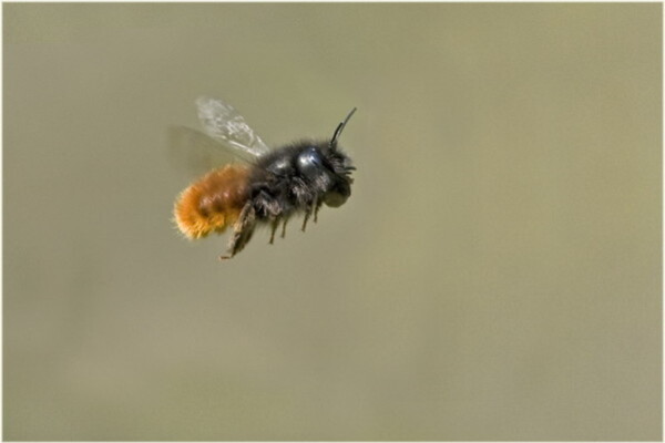 Osmia-cornuta-femelle-blog