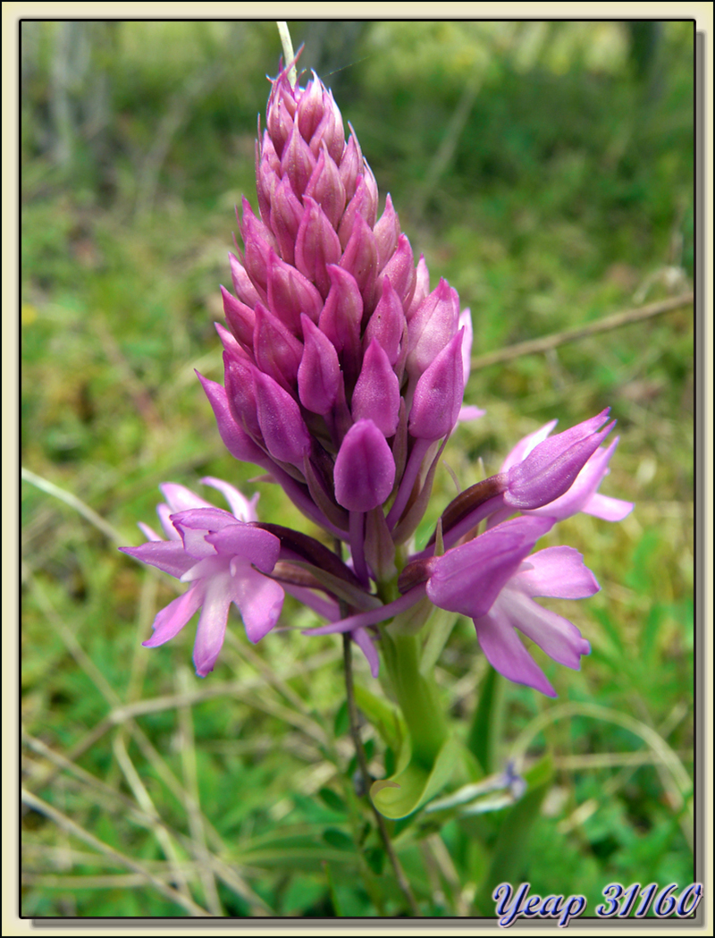 Orchis pyramidal - Sauveterre-de-Comminges - 31  (Flore)
