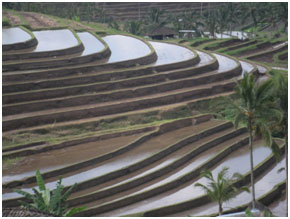 Les rizières de Jatiluwih, les subak de Bali et l'Unesco