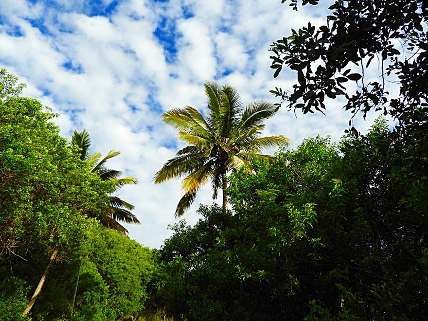 7/2/19 : Grande-Anse à la Réunion (FIN) etc...