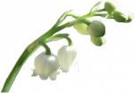 Tubes Muguet