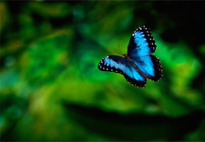 MORPHO : papillon 