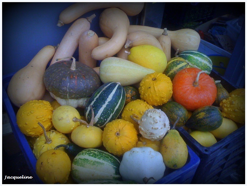 Des courges de toutes les couleurs!