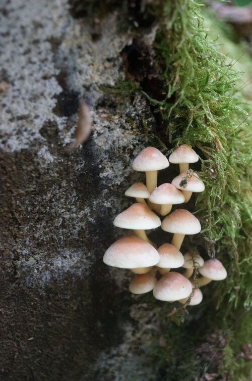 Champignons en randonnée