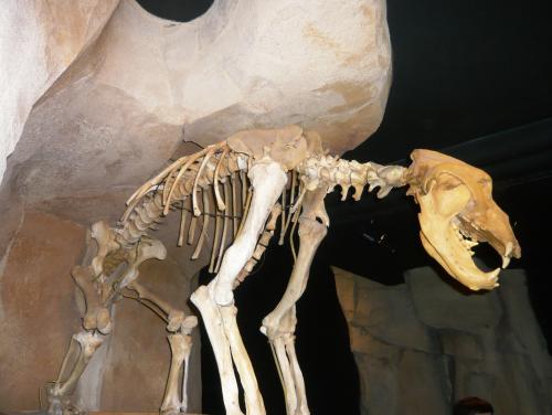CE2 Musée de l'ours des cavernes