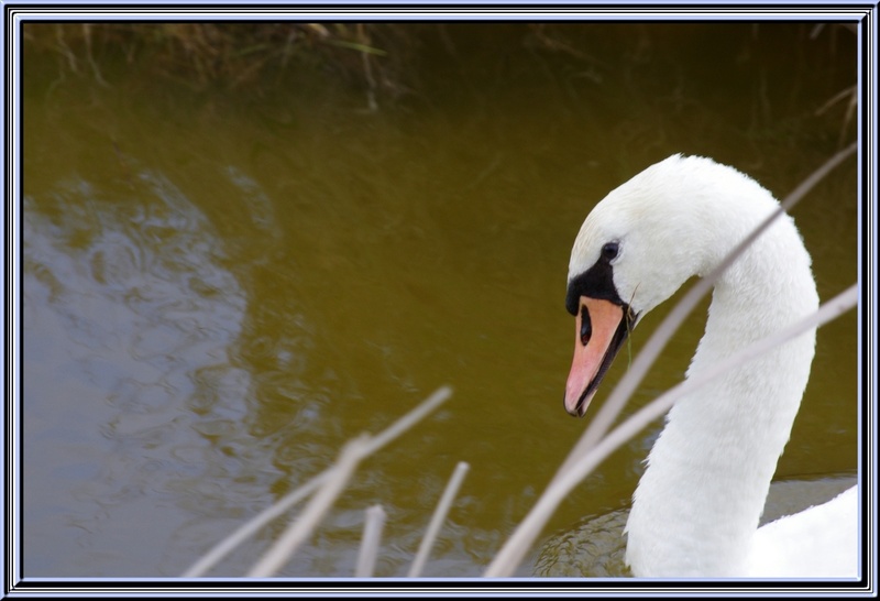 Des oiseaux.........,des petits et des grands