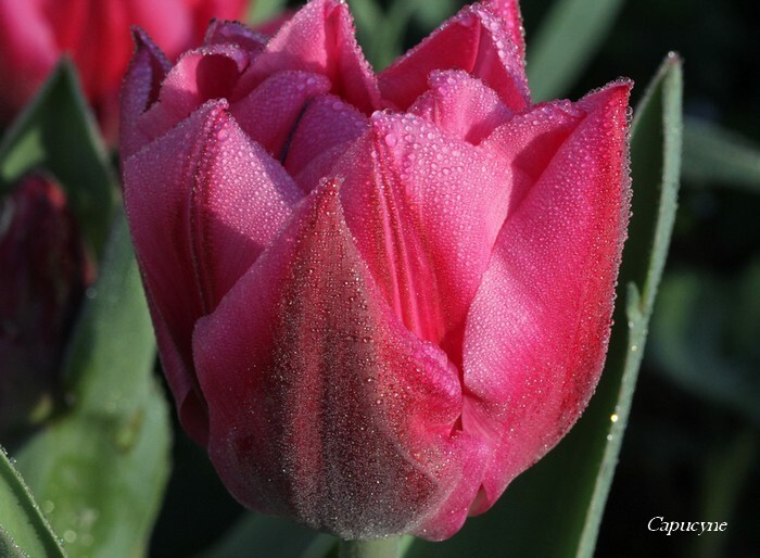 Tulipes 2483