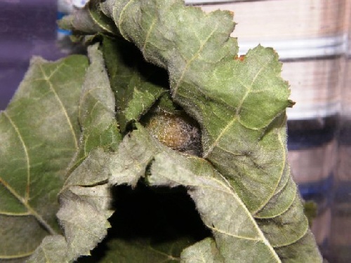 La chenille