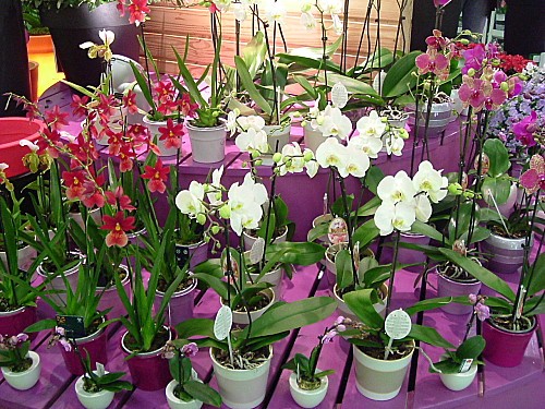 Orchidées 019