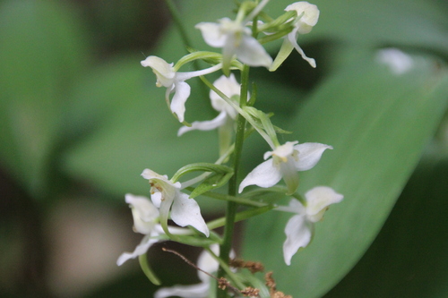 Orchidée sauvage