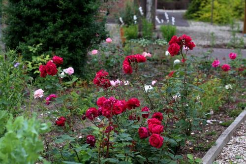 Les Roses de Warren : Ruffled Burgundy