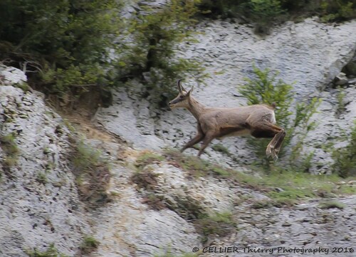 Rencontres au bord de l'Albarine - Chamois - Ain - Mai 2016