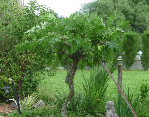 Juin :  taille en vert de la glycine