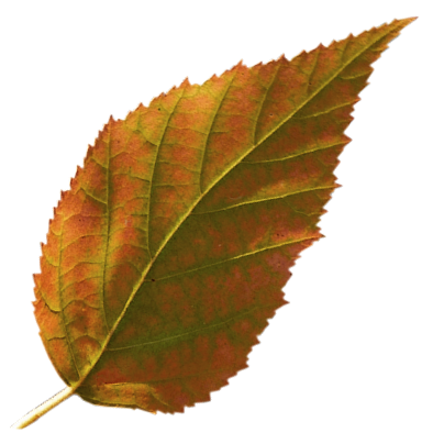 Tubes feuilles