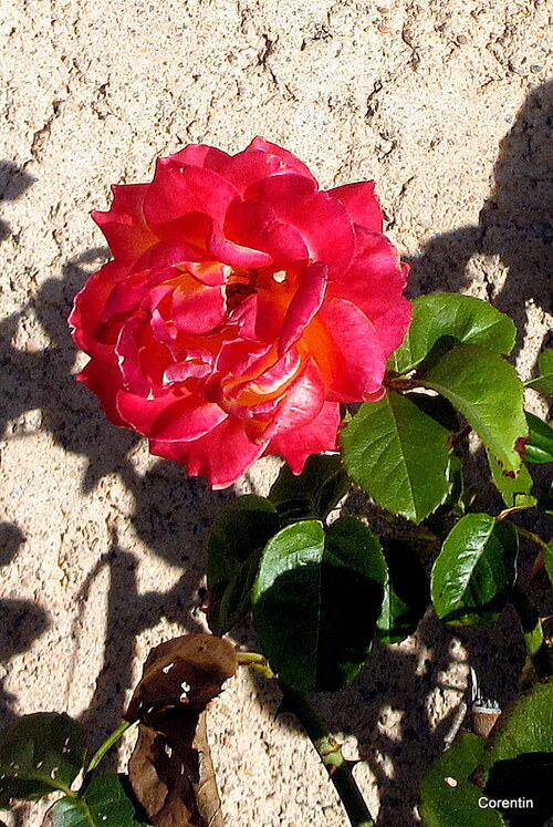 Dernières roses du jardin !