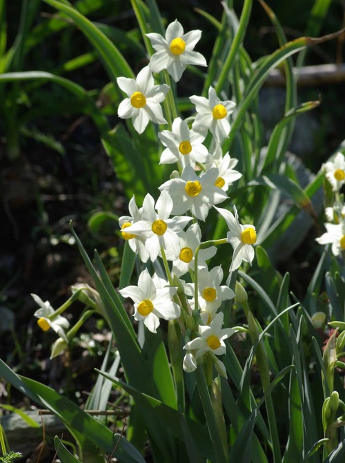 Fleurs cultivées : Narcisse