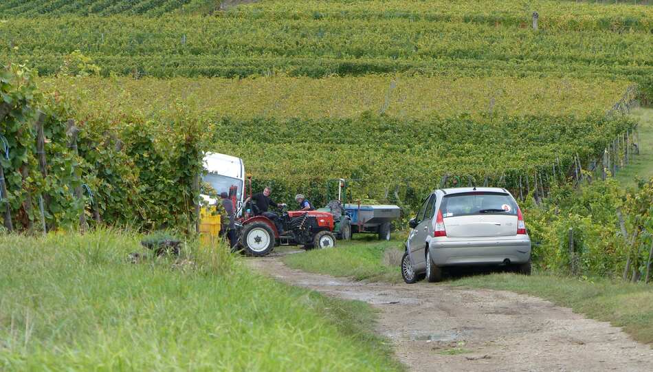 Vendanges en Alsace.