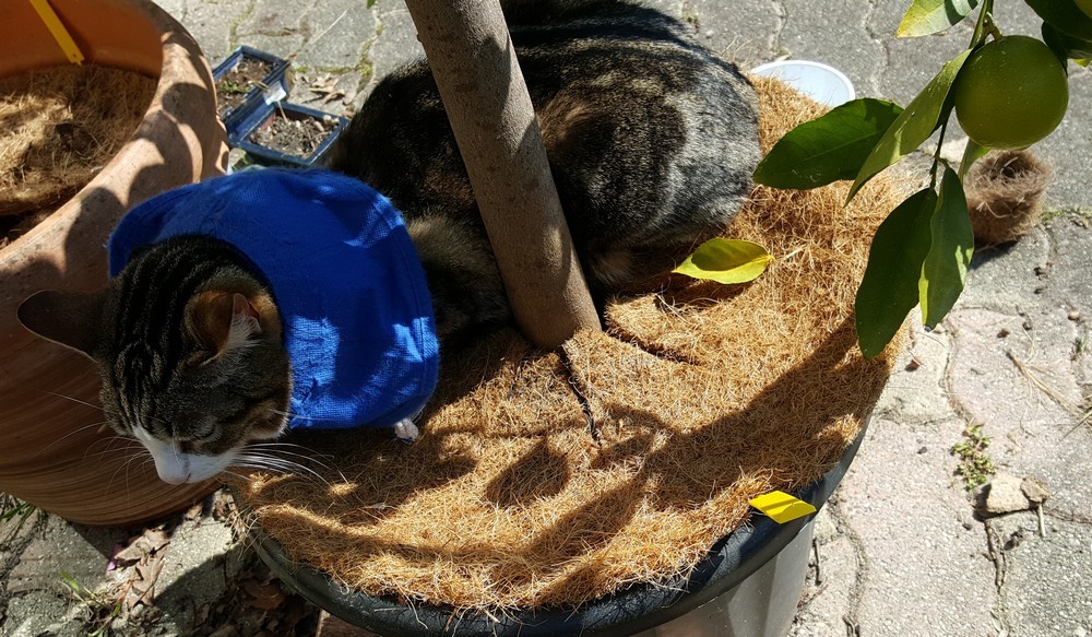 Squirel aussi, aime se prélasser au pied de mon citronnier...