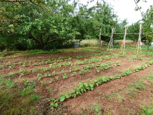 Début d'été au jardin....