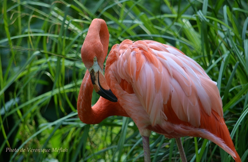 Ménagerie du Jardin des Plantes : Le flamant des Caraïbes ou flamant rouge