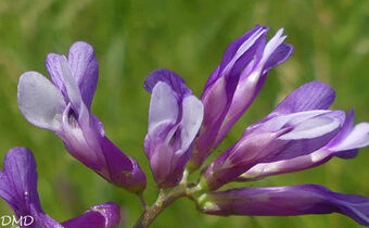 Vicia villosa subsp. varia  -  vesce bigarée